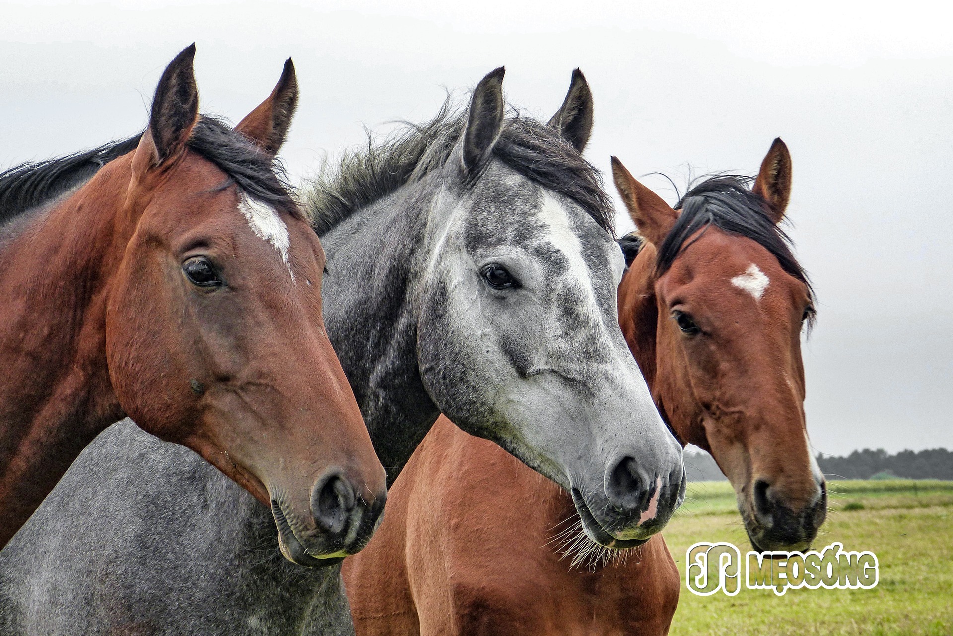 Holistic Rehab - Equine Therapy 