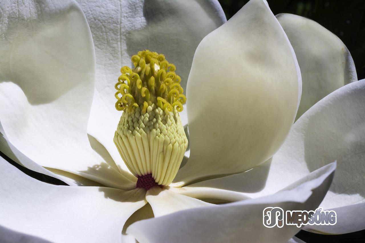 magnolia-1077384_1280